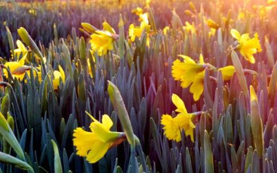 Spring