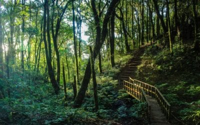 Simple Steps for a Happy, Healthy, and Wealthy Life