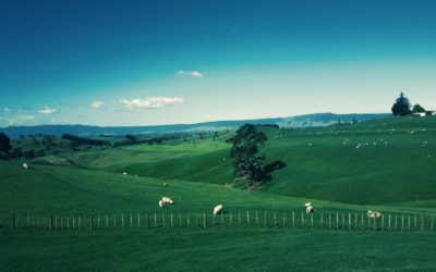 Greener Grass Syndrome (and Evicting the Green Monster)