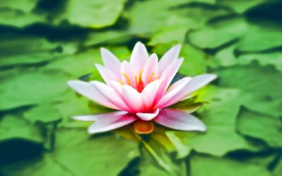 Meditation: Spread Love & Kindness