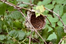 Empty Nest: Finding Happiness Again