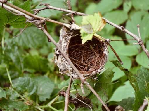 Empty Nest: Finding Happiness Again